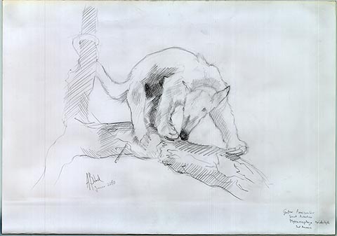 Ameisenbär. Alexander Babel, Bleistift, 01/2010, 62 × 43 cm. Befindet sich im Naturmuseum Senckenberg, Frankfurt am Main.